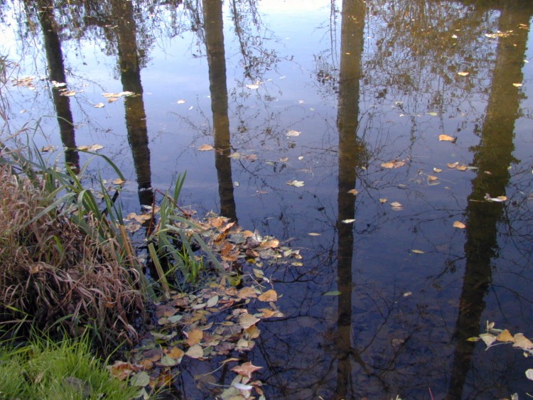 Wallpapers Nature Water - Reflection Reflets