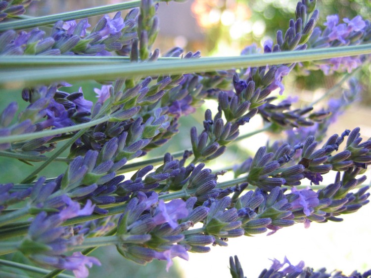 Fonds d'cran Nature Plantes - Arbustes lavande