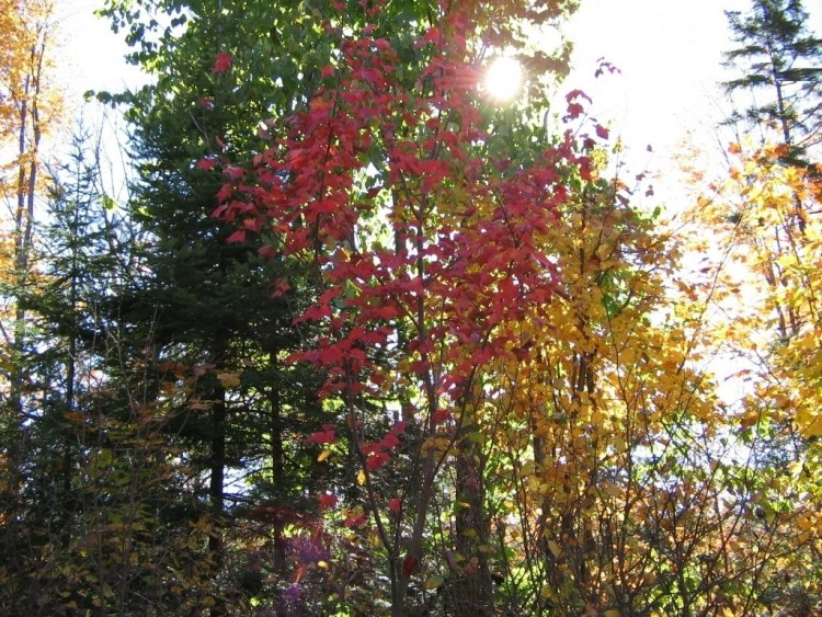 Fonds d'cran Nature Saisons - Automne Ombrelle lumineuse