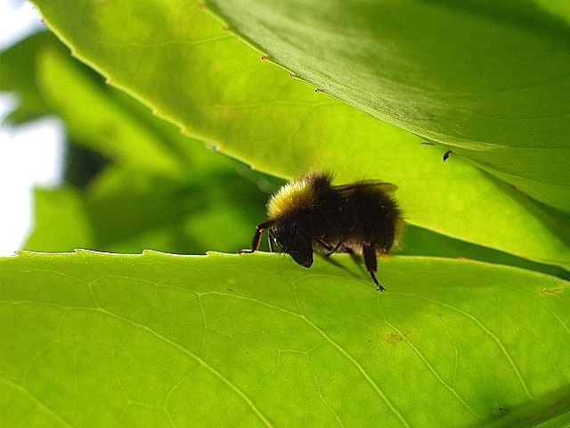 Wallpapers Animals Insects - Bees, Wasps la belle et le bourdon