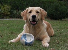 Fonds d'cran Animaux Alia, un ange de petite chienne