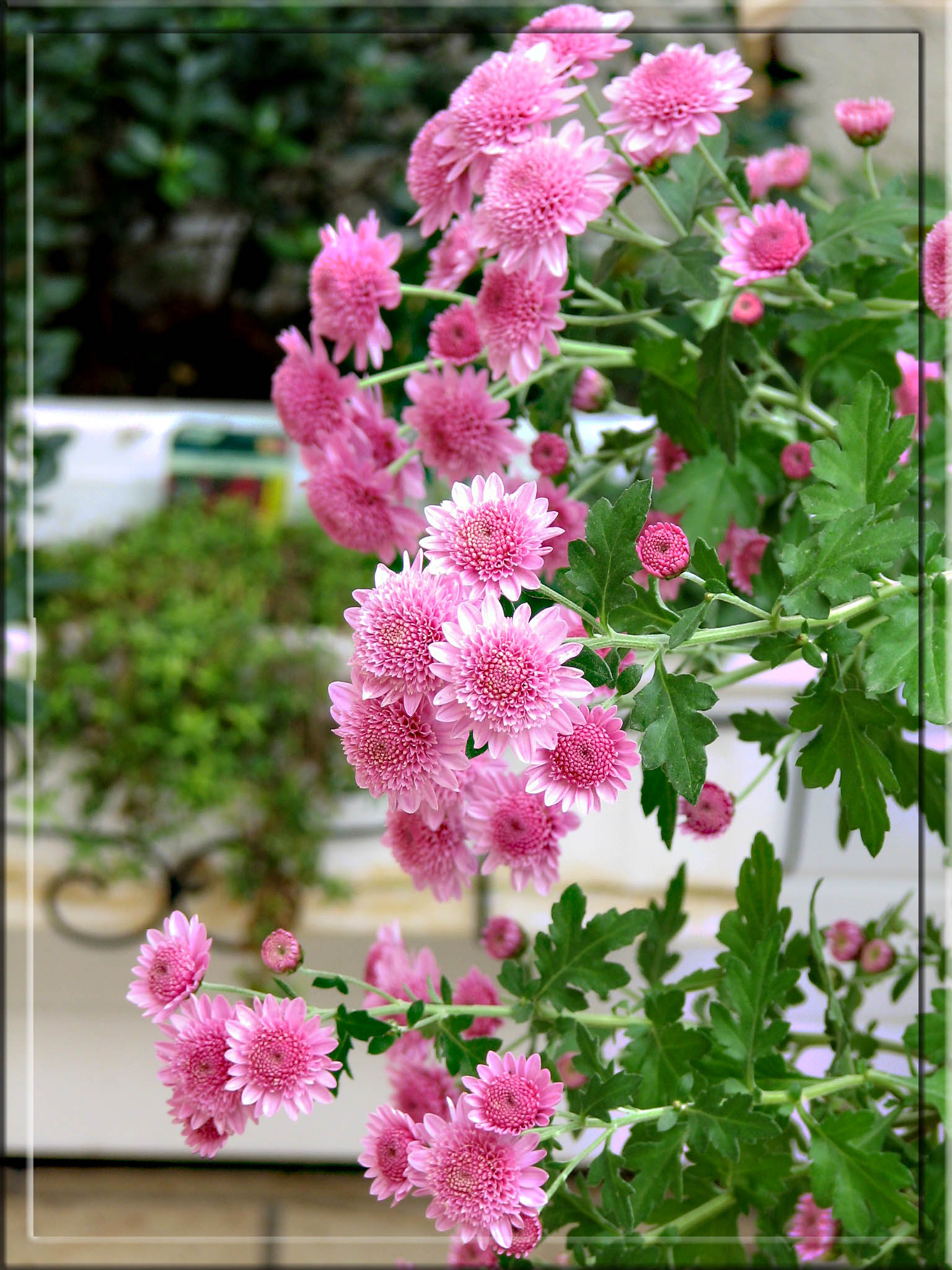 Wallpapers Nature Flowers Marguerites d'automne ou Chrysanthme