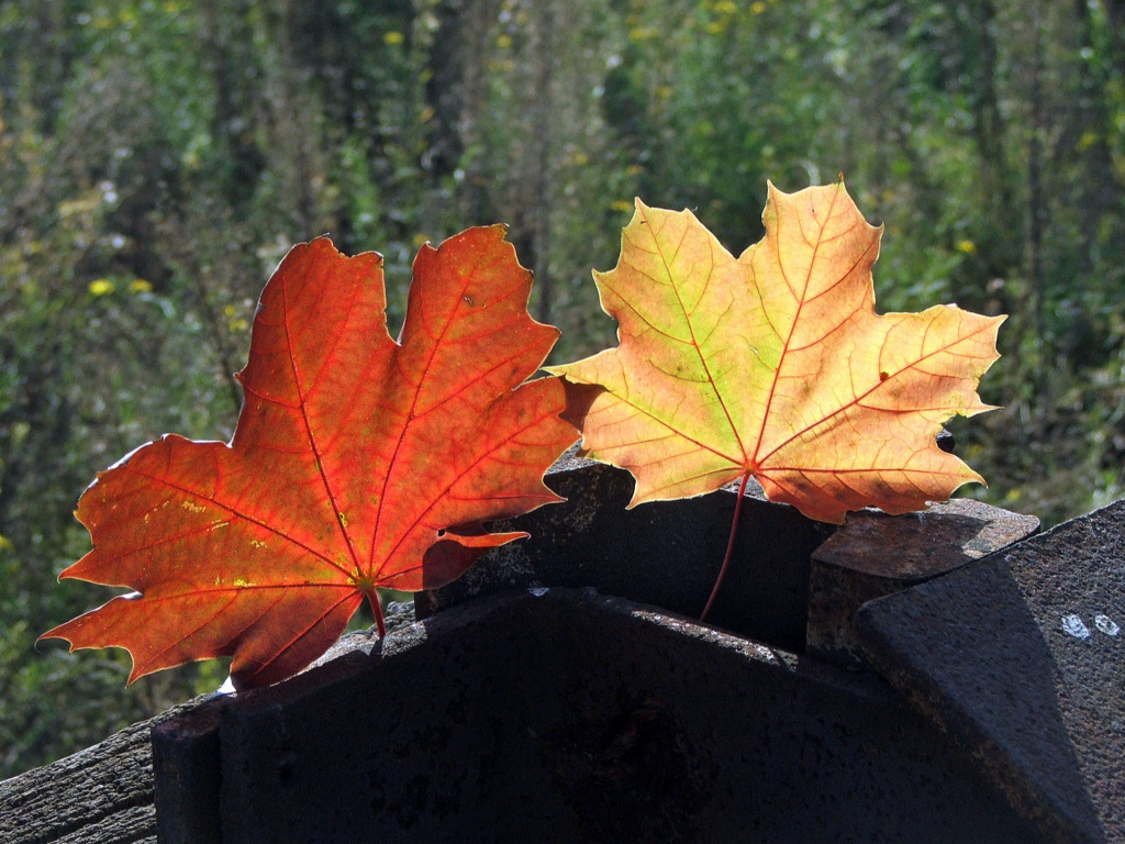 Fonds d'cran Nature Saisons - Automne Couple de feuilles d\'automne...