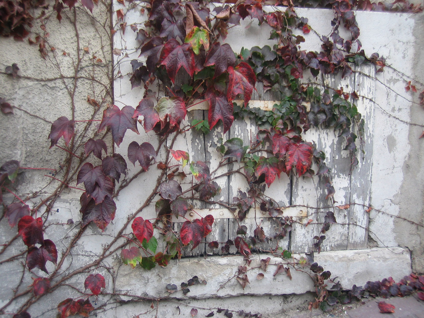 Fonds d'cran Nature Feuilles - Feuillages il y  un volet sous le lierre!!