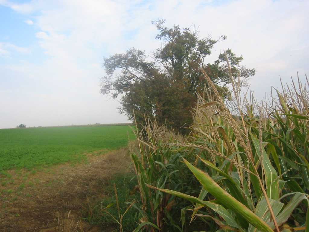 Fonds d'cran Nature Champs - Prairies Automne en Picardie 2