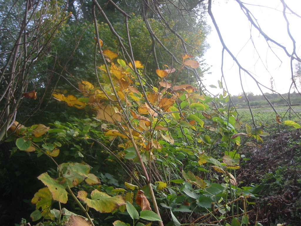 Fonds d'cran Nature Feuilles - Feuillages Automne en Picardie 4