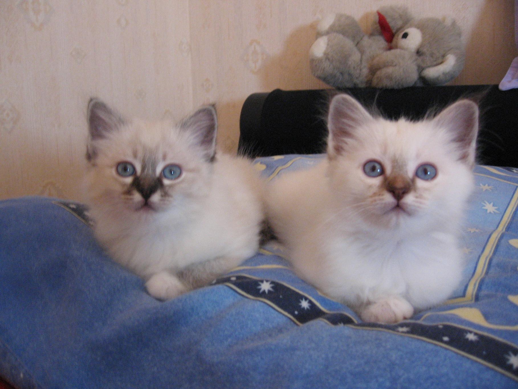 Fonds d'cran Animaux Chats - Chatons Artmis et Apollon