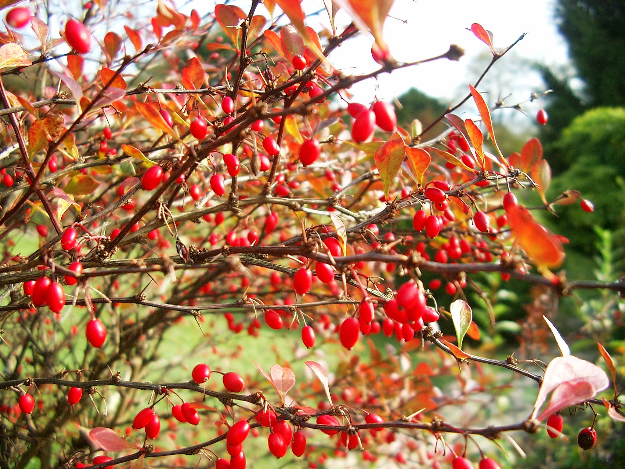 Fonds d'cran Nature Plantes - Arbustes 