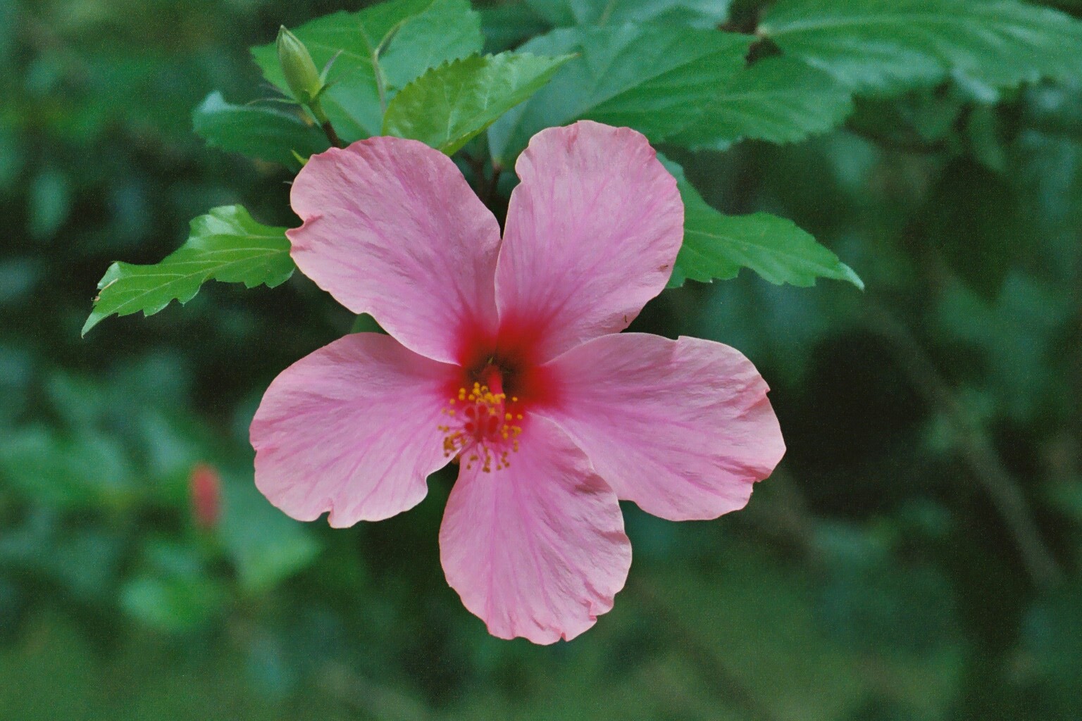 Fonds d'cran Nature Fleurs Hibiscus