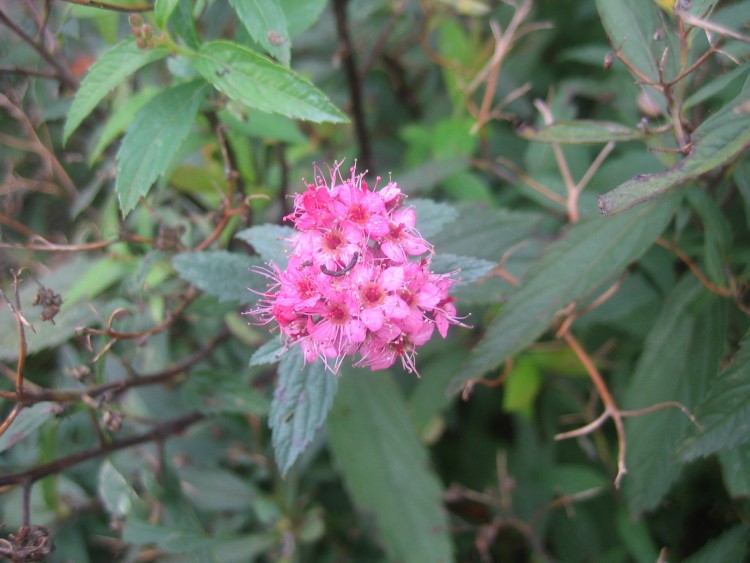 Fonds d'cran Nature Fleurs Tite fleur!!