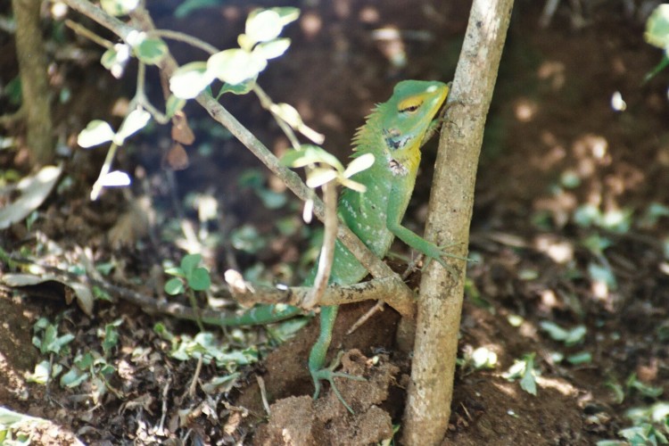 Wallpapers Animals Reptils - Misc Petit reptile Sri-Lankai