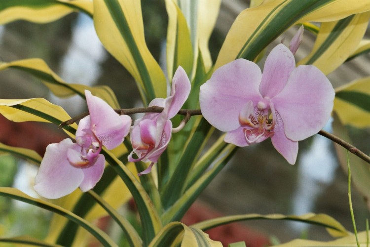 Fonds d'cran Nature Fleurs Une autre orchide du Sri-Lanka