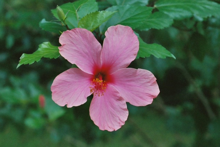 Fonds d'cran Nature Fleurs Hibiscus