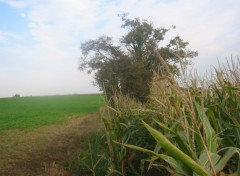 Fonds d'cran Nature Automne en Picardie 2