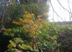 Fonds d'cran Nature Automne en Picardie 4