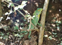 Fonds d'cran Animaux Petit reptile Sri-Lankai