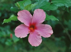 Fonds d'cran Nature Hibiscus