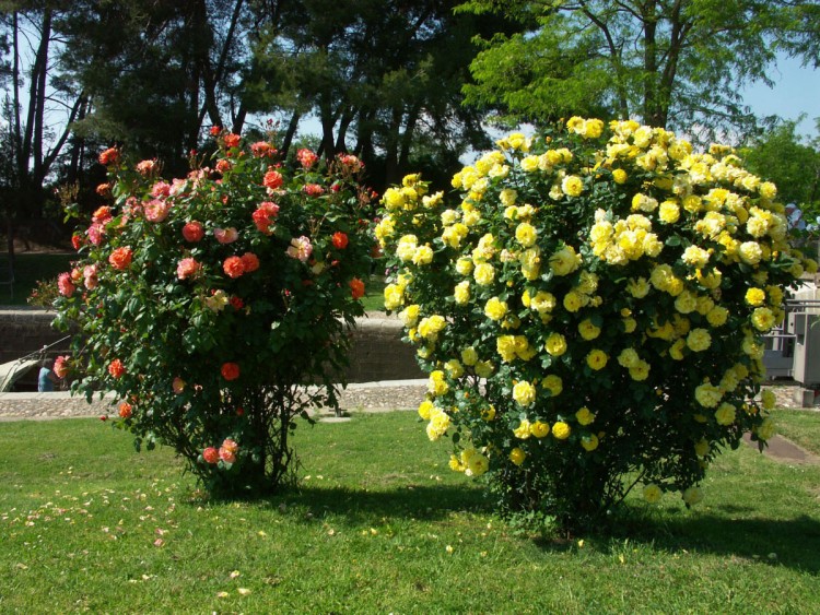 Wallpapers Nature Flowers Languedoc/Roussillon