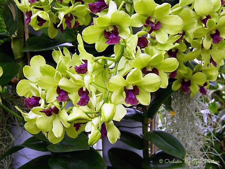 Fonds d'cran Nature Fleurs ORCHIDE JAUNE