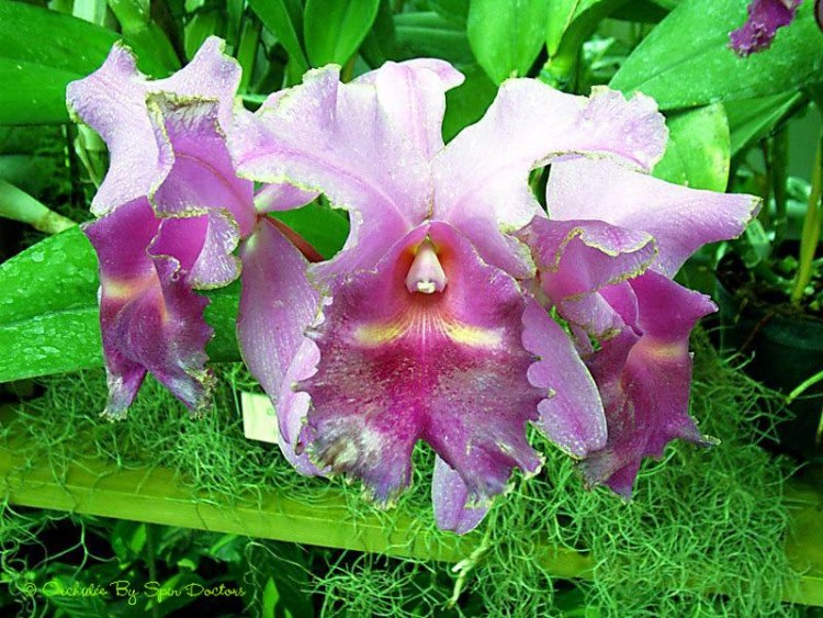 Fonds d'cran Nature Fleurs Orchide violac