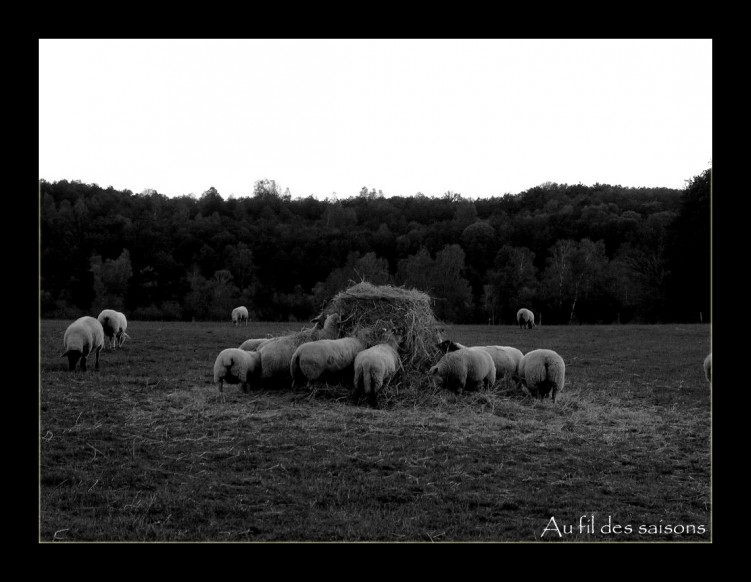 Wallpapers Animals Sheeps Moutons