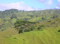 Fonds d'cran Nature seul au monde