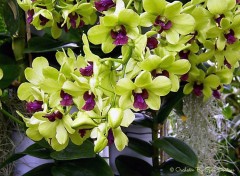 Fonds d'cran Nature ORCHIDE JAUNE