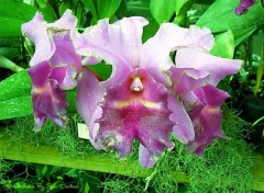 Fonds d'cran Nature Orchide violac