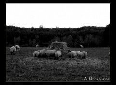 Wallpapers Animals Moutons