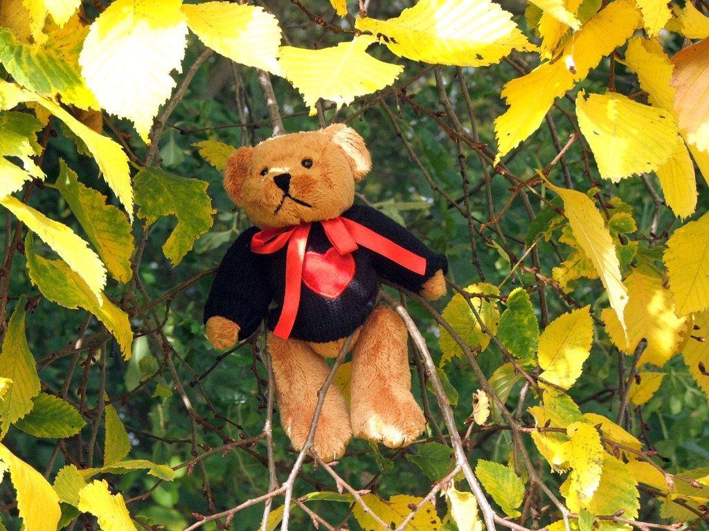 Wallpapers Objects Cuddly Petit Ours d'automne...