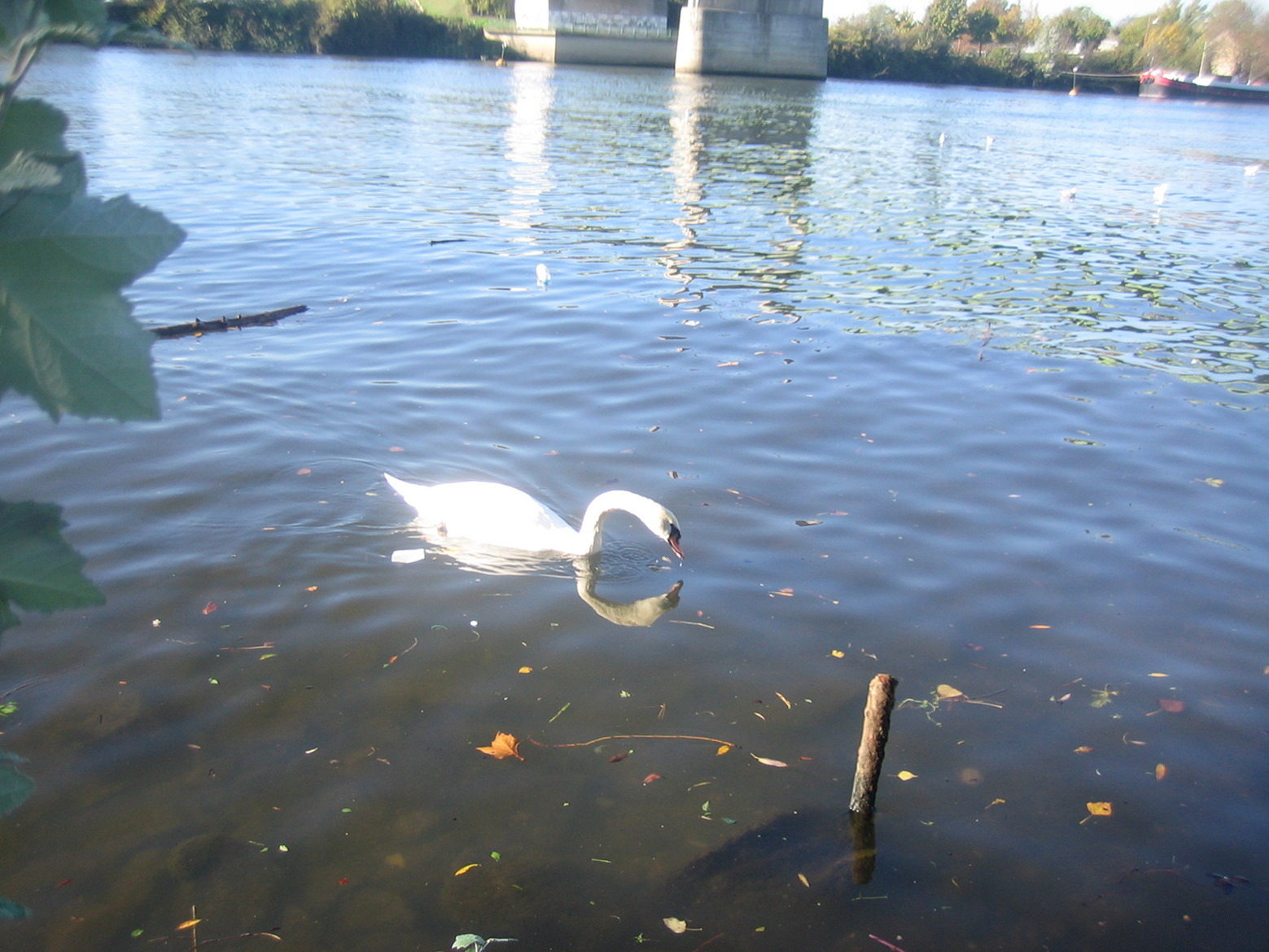 Wallpapers Animals Birds - Ducks Le cygne et son reflet forment un coeur pour ma domino!!