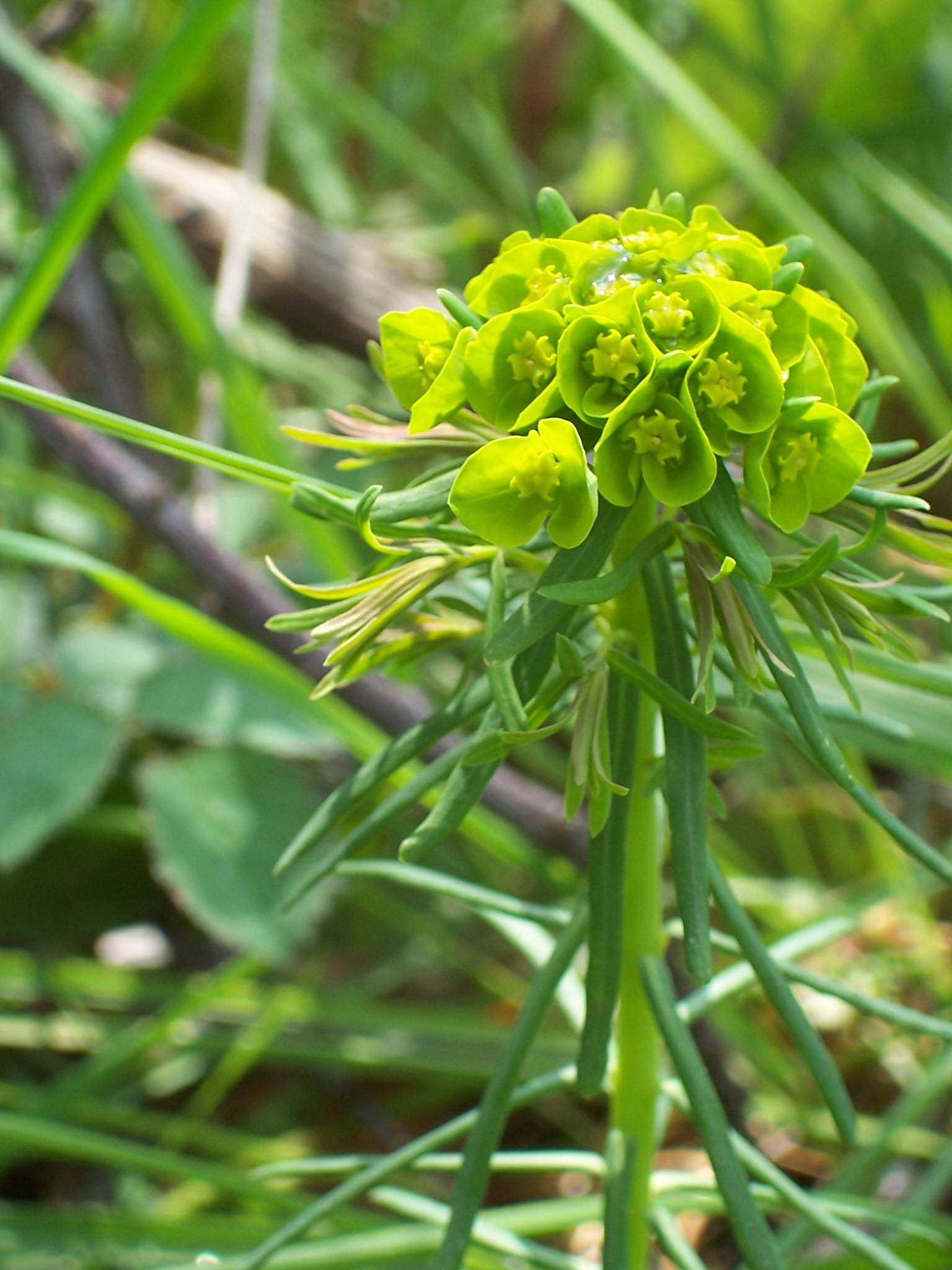 Fonds d'cran Nature Fleurs 