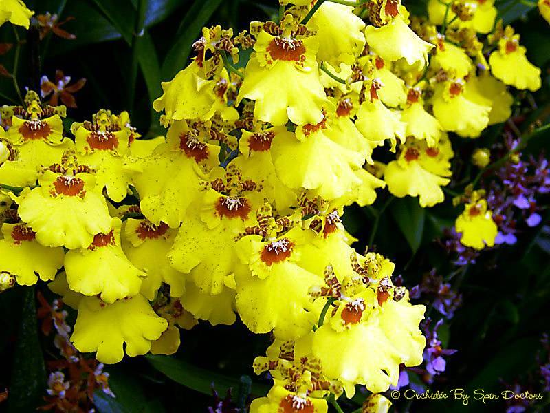 Fonds d'cran Nature Fleurs Orchides jaunes