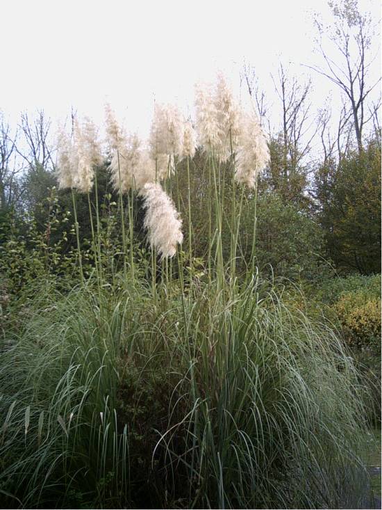 Fonds d'cran Nature Plantes - Arbustes 