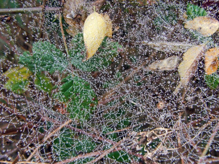 Wallpapers Nature Leaves - Foliage Perles de rose sur toile...