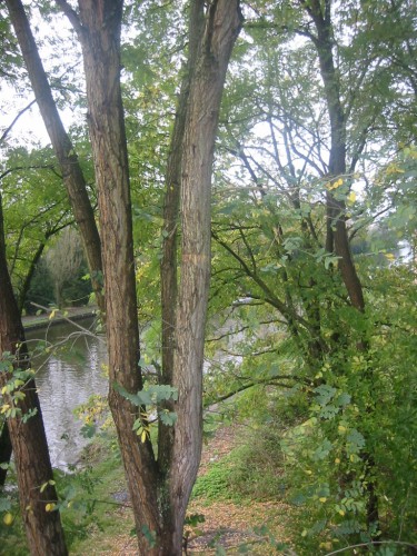 Fonds d'cran Nature Arbres - Forts Canal de Saint-Quentin prs de Oestres (02)