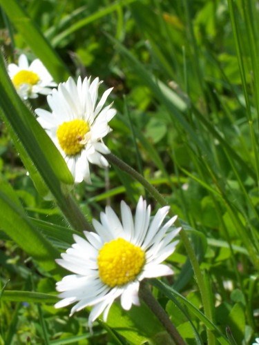 Wallpapers Nature Flowers Jolie...Paquerettes