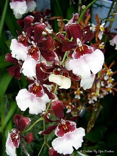 Fonds d'cran Nature Fleurs Orchides bicolores