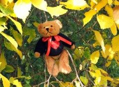 Wallpapers Objects Petit Ours d'automne...