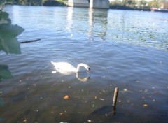 Wallpapers Animals Le cygne et son reflet forment un coeur pour ma domino!!