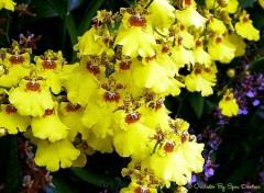 Fonds d'cran Nature Orchides jaunes