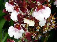 Fonds d'cran Nature Orchides bicolores