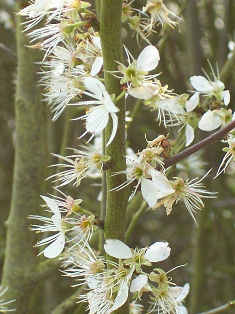 Wallpapers Nature Flowers 