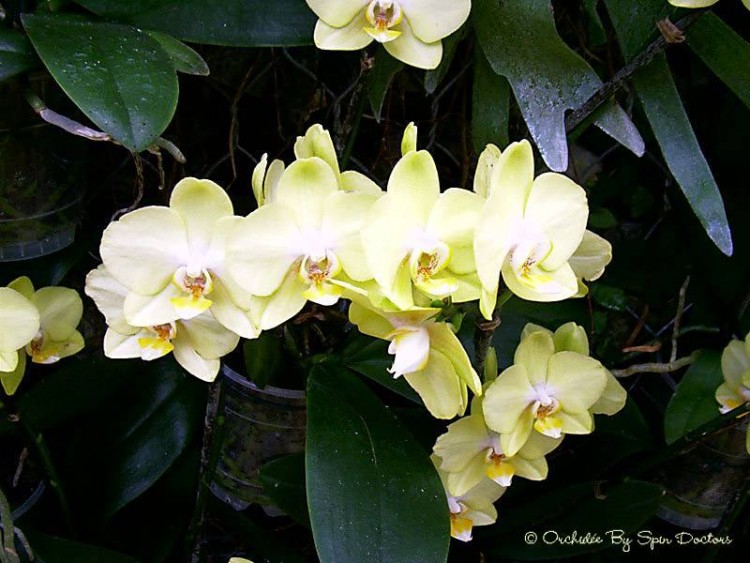 Fonds d'cran Nature Fleurs Orchides jaunes pastel