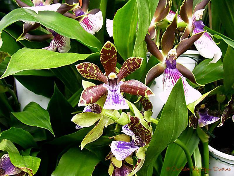 Fonds d'cran Nature Fleurs Dmentes Orchides