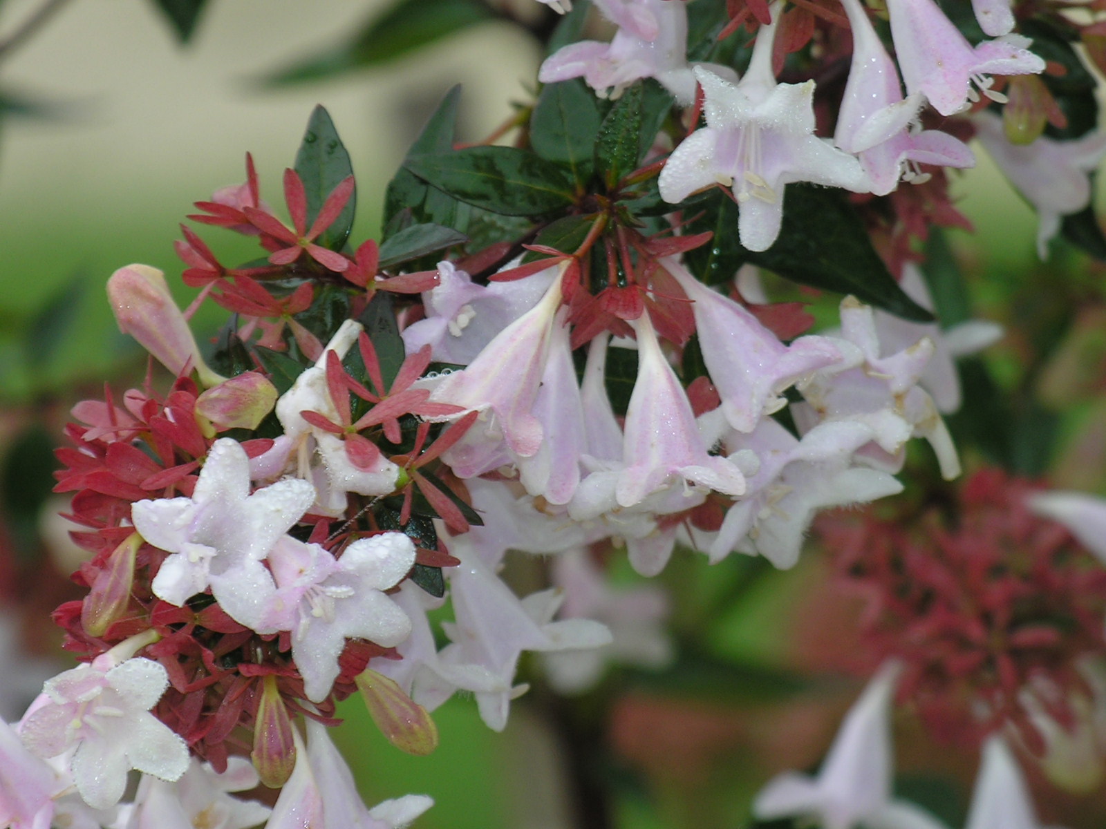 Fonds d'cran Nature Fleurs 