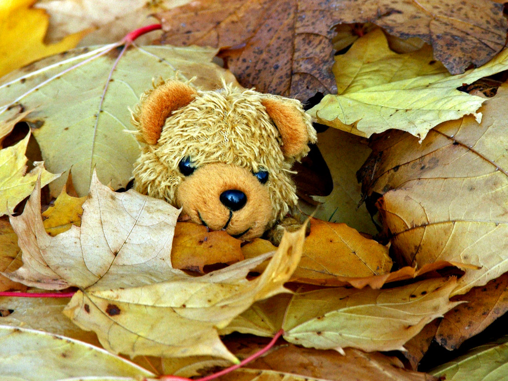 Wallpapers Objects Cuddly Petit Ours d'automne...