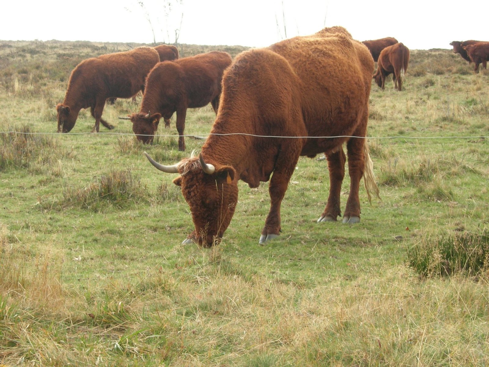 Fonds d'cran Animaux Vaches - Taureaux - Boeufs Salers