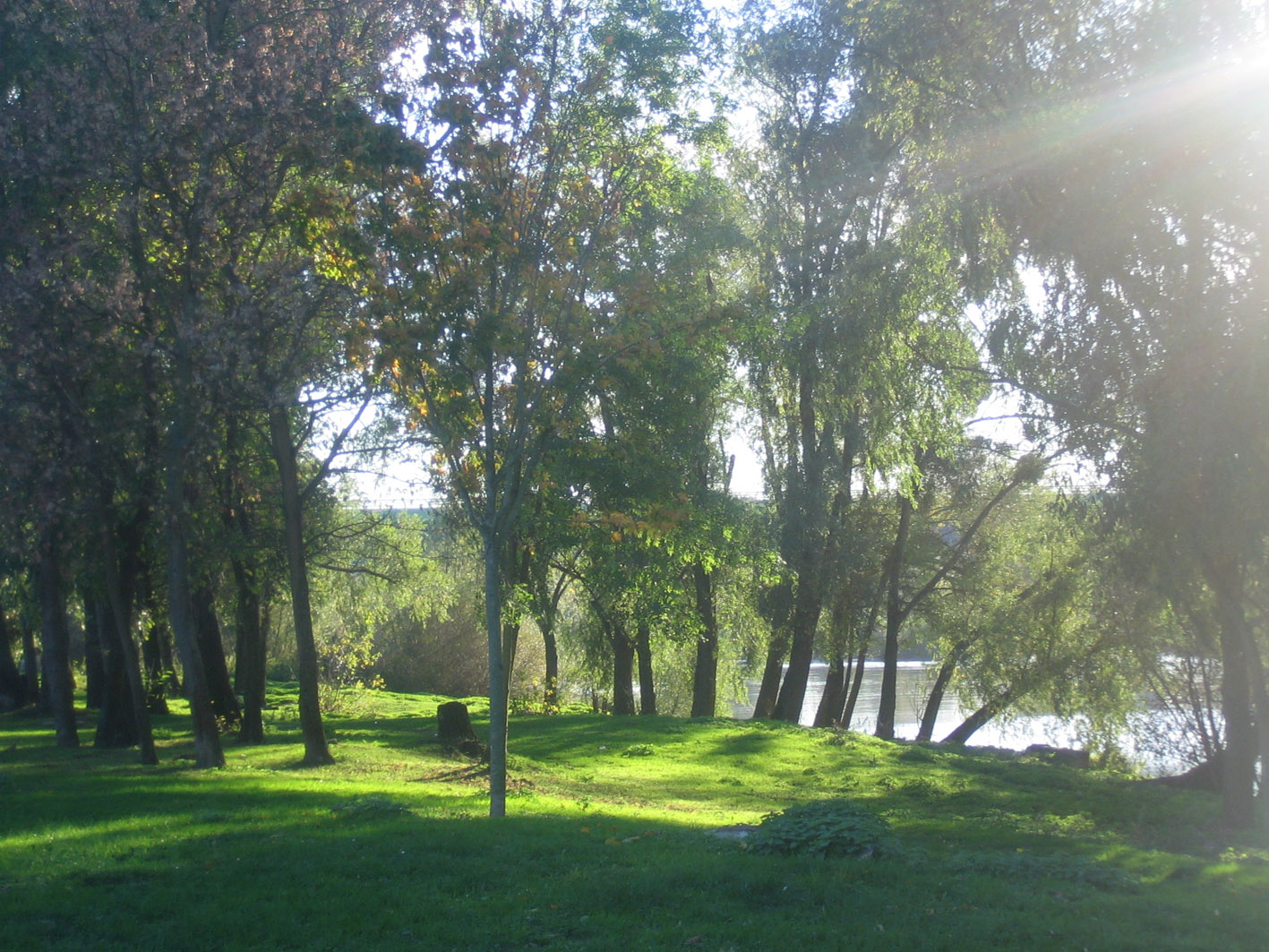 Fonds d'cran Nature Arbres - Forts Prairie ensoleille.