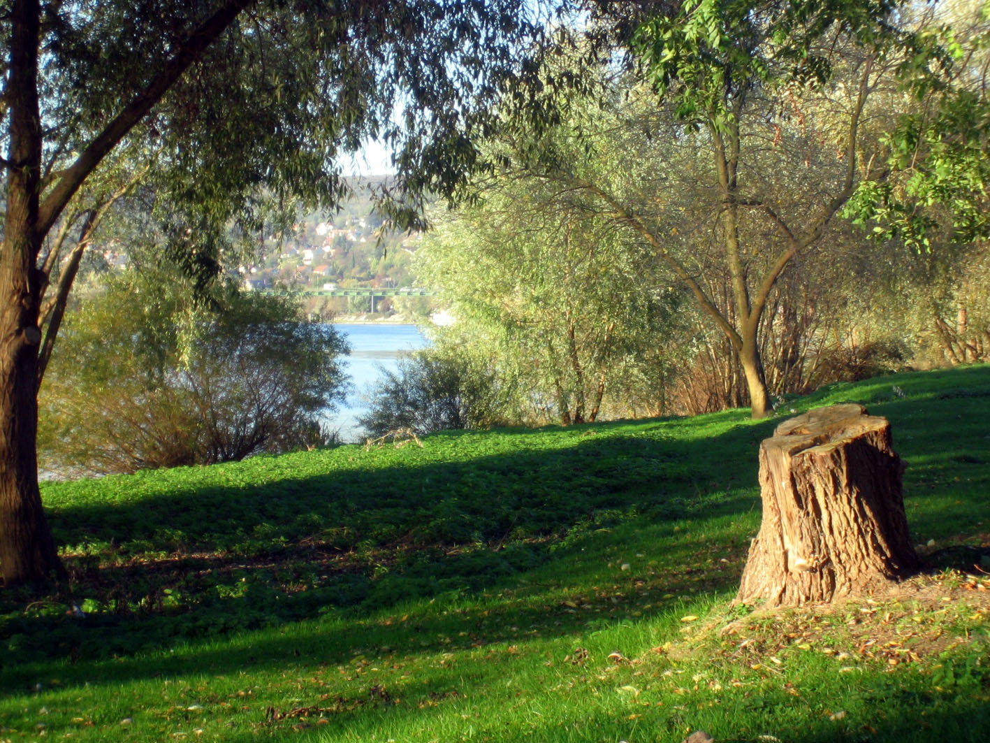 Fonds d'cran Nature Arbres - Forts Ombres et lumires.